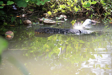 Huge Monitor Lizard swimming in a lagoon in Sri Lanka