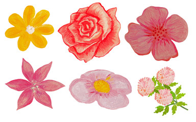 flowers painted with oil paint isolated on white background.