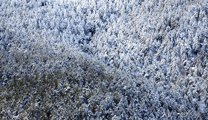 pine trees on mountain in snow landscape