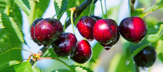Macro shot on red cherries in the summer garden.
