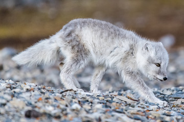Obraz premium junger Polarfuchs auf Futtersuche