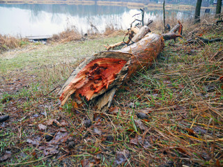 old tractor in the field