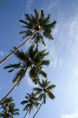 Naklejka na ściany i meble Coconut palm trees against blue sky