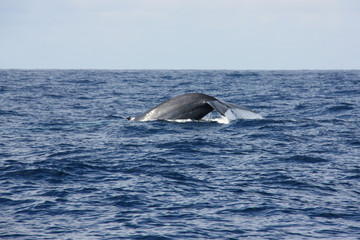 A blue whale lifting its tail flukes off the shore of Mirissa, Sri Lanka
