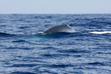 Fototapeta premium A blue whale dives off the shore of Mirissa, Sri Lanka