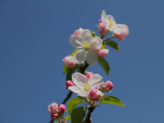 Obstblüte