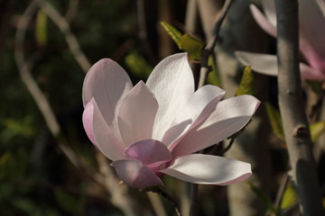 Magnolie