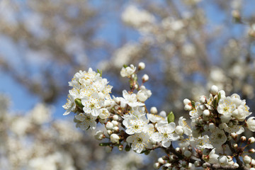 flowering cherry trees on a sunny day. spring flowers in the garden