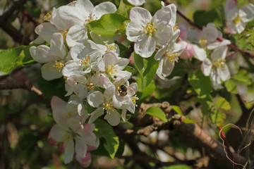 Obstblüten