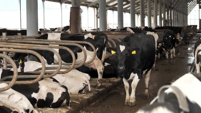 Dairy cows in a farm. Cow in a stable. Agriculture industry
