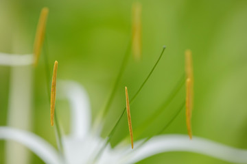 The most beautiful white flower Gimenokallis with narrow petals and high stamens with pollen