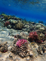 coral reef in Red Sea