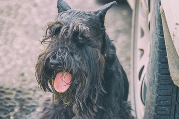 Portrait of a black dog breed Zwergschnauzer