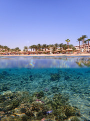coral reef in Red Sea