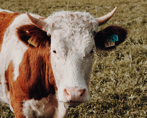 Cow 