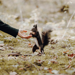 Feeding a squirrel in nature