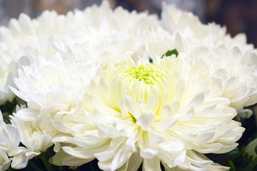 Flowers of white chrysanthemums close-up
