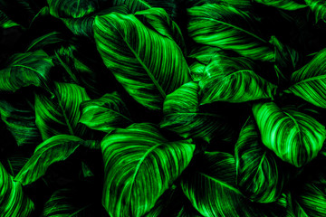 Naklejka na ściany i meble leaves of Spathiphyllum cannifolium, abstract green texture, nature background, tropical leaf