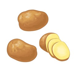 Potato roots whole and slice. Vector flat color illustration