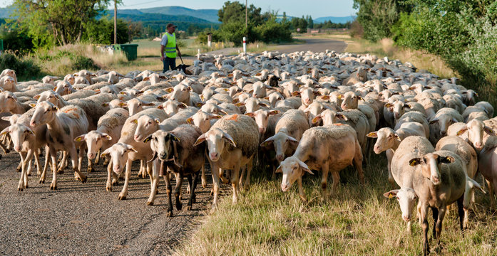 Troupeau de moutons &agrave; Banon, Alpes-de-Haute-Provence, France