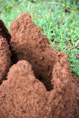 Termite Mound in Sigiriya, Sri Lanka