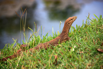 Little Monitor Lizard at Sigiriya, Sri Lanka