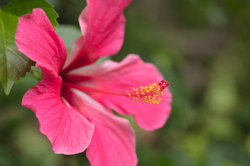 Red hibiscus. Very beautiful tropical flower a hibiscus with a long pestle