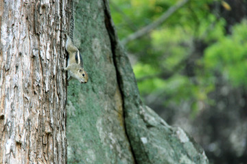 Obraz premium Gray-Brownish Grizzled Giant Squirrel on a tree in Sigiriya, Sri Lanka