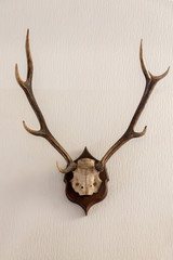 Stag skull with antlers hanging on a wall, hunting trophy