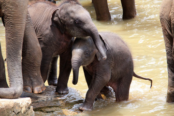 Fototapeta premium Cute cuddling Baby Elephants at the Pinnawala Elephant Orphanage in Sri Lanka