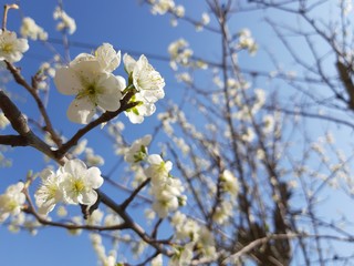 Liguria, Italy – 11/29/2019: Beautiful caption of the cherry tree and other different fruit plants with first amazing winter flowers in the village and an incredible blue sky in the background. 