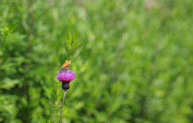 高ボッチ高原のあざみ