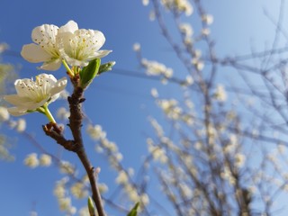 Liguria, Italy – 11/29/2019: Beautiful caption of the cherry tree and other different fruit plants with first amazing winter flowers in the village and an incredible blue sky in the background. 