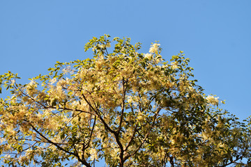 tree in spring