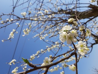Liguria, Italy – 11/29/2019: Beautiful caption of the cherry tree and other different fruit plants with first amazing winter flowers in the village and an incredible blue sky in the background. 