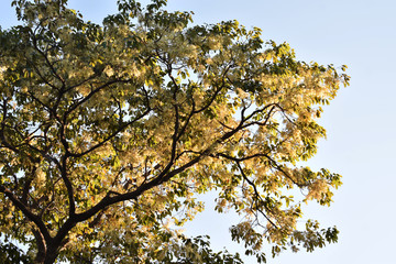 yellow tree in spring