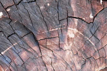 old wood texture of bark of a tree