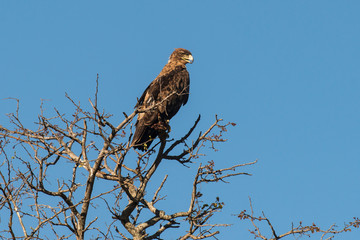 Aigle ravisseur,.Aquila rapax , Tawny Eagle