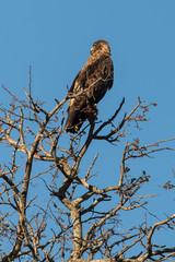 Aigle ravisseur,.Aquila rapax , Tawny Eagle