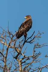 Aigle ravisseur,.Aquila rapax , Tawny Eagle