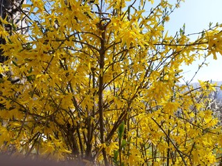Fototapeta premium Liguria, Italy – 11/29/2019: Beautiful caption of the cherry tree and other different fruit plants with first amazing winter flowers in the village and an incredible blue sky in the background. 