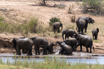 Eléphant d'Afrique, loxodonta africana, African elephant, Parc national Kruger, Afrique du Sud