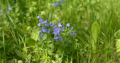 Veronica chamaedrys, or speedwell, - medical plant used as blood purifier and vulnerary - wild medical herb - blue flowers