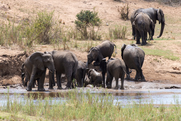 Eléphant d'Afrique, loxodonta africana, African elephant, Parc national Kruger, Afrique du Sud