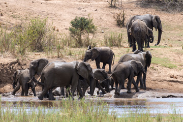 Obraz premium Eléphant d'Afrique, loxodonta africana, African elephant, Parc national Kruger, Afrique du Sud