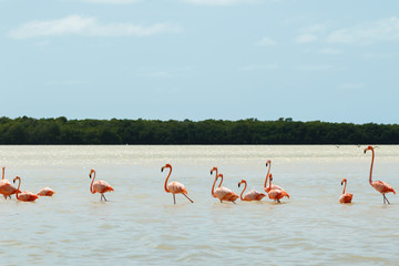 Group of beautiful pink flamingos