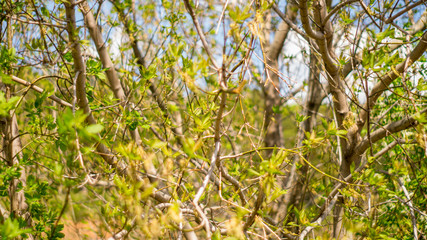 leaves of a tree in spring