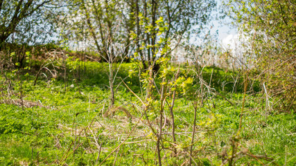 spring in the forest