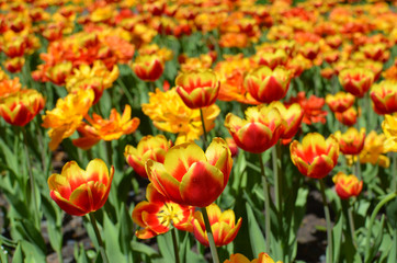 Tulip field (flower bed) in Moscow park - bright red and orange tulips like burning fire, tulips in full blossom on spring, sunny day, horizontal