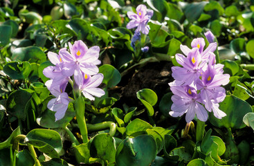 jacinthe d'eau, Eichhornia crassipes